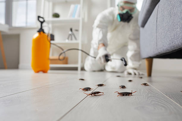 Affordable Termite Control solutions in Hackettstown, NJ